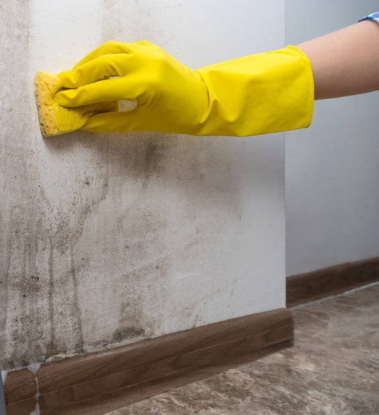 How to Remove and Prevent Mould in the Home