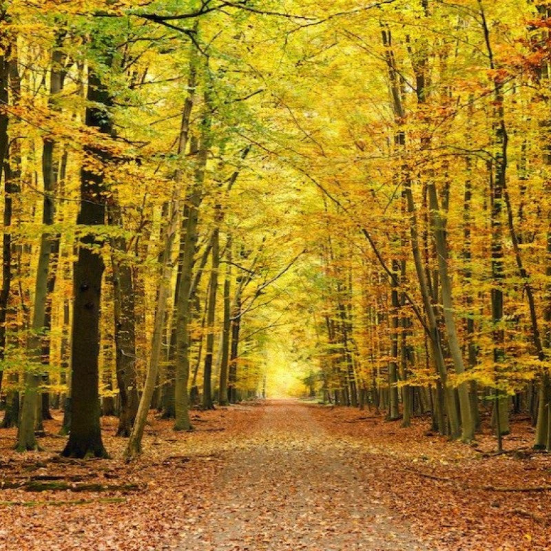 Origin Autumn Forest Wall Mural Spice