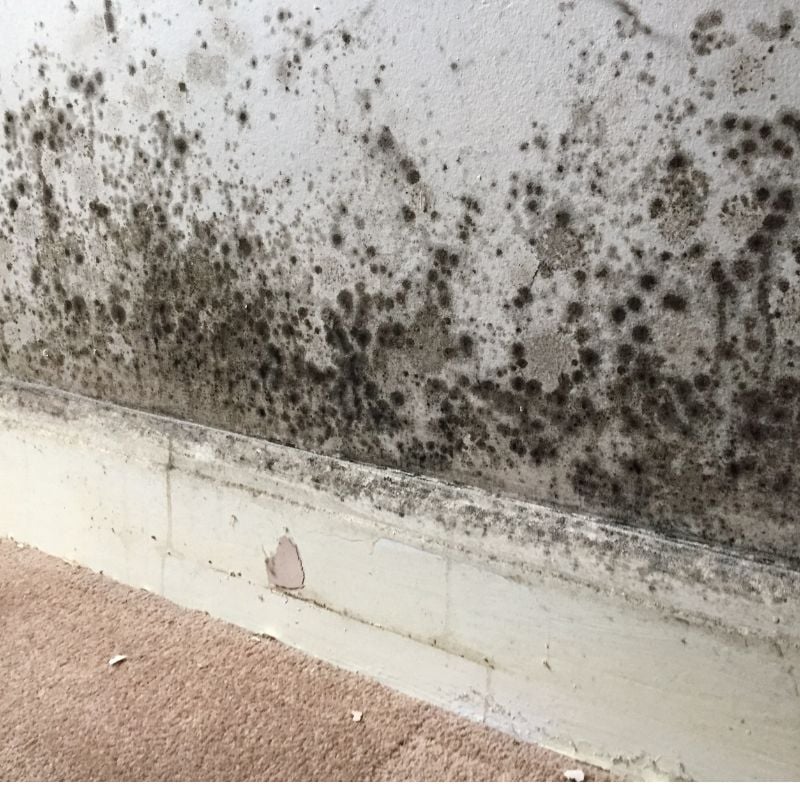 How To Get Rid of Mould in Bathroom