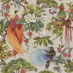Yasuni Oriental Tropical Bird Wallpaper Natural