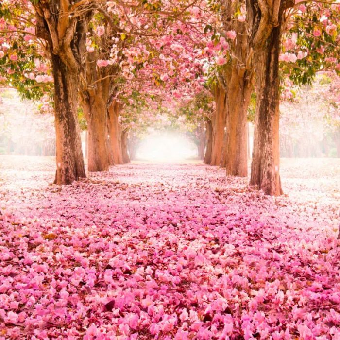 Origin Blossom Trees Wall Mural Rose Pink